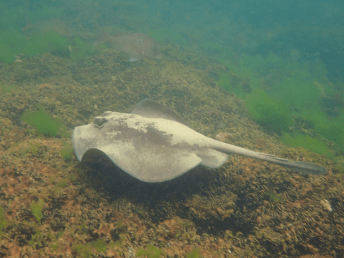 Snorkelling