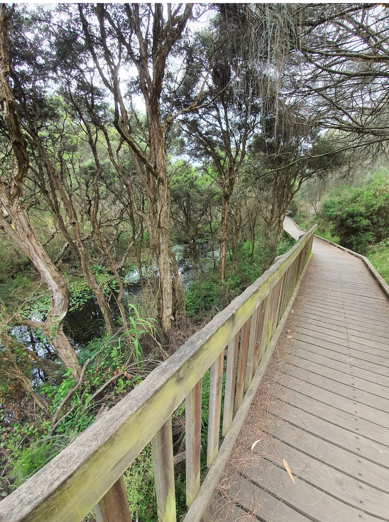 Kid Friendly-Balcombe Reserve and Ker-Bur-Rer Walk