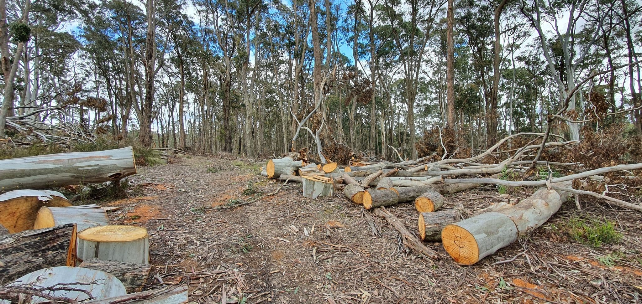 Bushwalking 563 - Blackwood - Ruths Gully Circuit